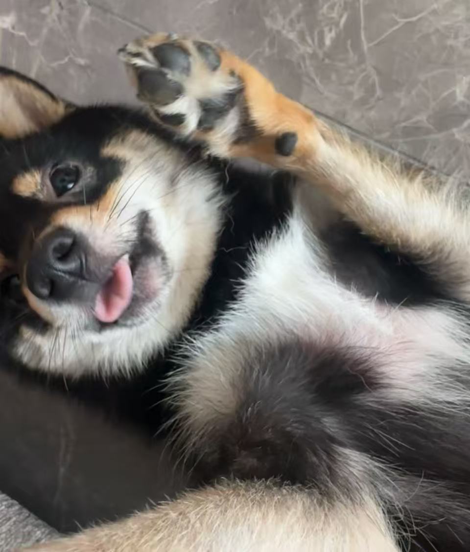 Dyson, my shiba inu